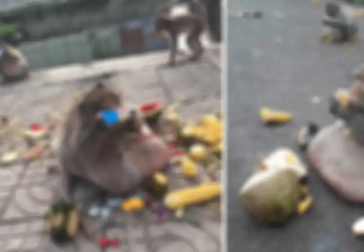 Kisah Seekor Monyet Rakus yang Obesitas, Tapi Malah Jadi Hewan Langka