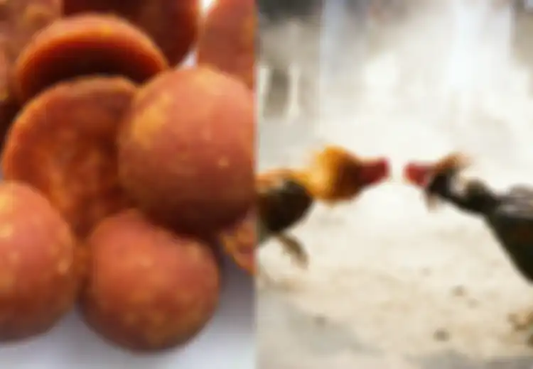 Manfaat Gula Merah untuk Ayam Aduan, Salah Satunya Meningkatkan Stamina, Gizinya Juga Dapat Tambah Berat Badan Ayam Lho!