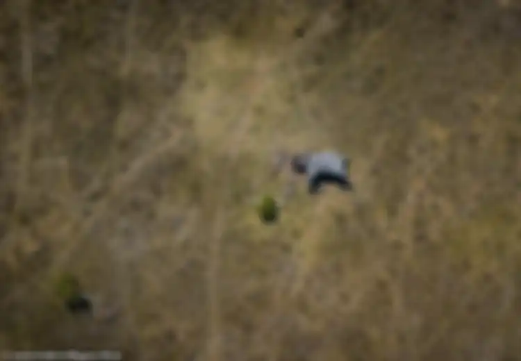 Foto Mengerikan Sekaligus Menyedihkan dari Seekor Gajah yang Dimutilasi, Bukti Sadisnya para Pemburu Gading Gajah