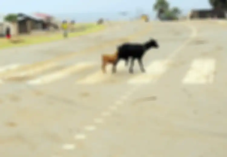 Berniat Hindari Kambing Lewat, Pengendara Motor Ini Tewas Dihantam Truk Trailer di Tuban