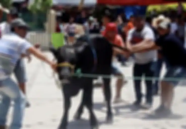 Hanya untuk Diminum Darahnya Demi Sebuah Tradisi, Banteng Ini Dibunuh dengan Cara Dibantai Secara Brutal