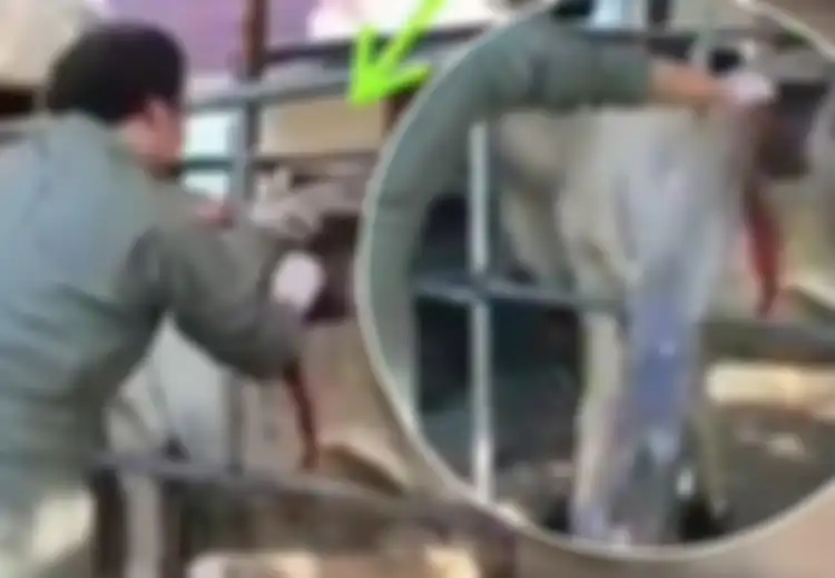 Video: Beginilah Jadinya Jika Sapi Gelonggongan Disayat Perutnya