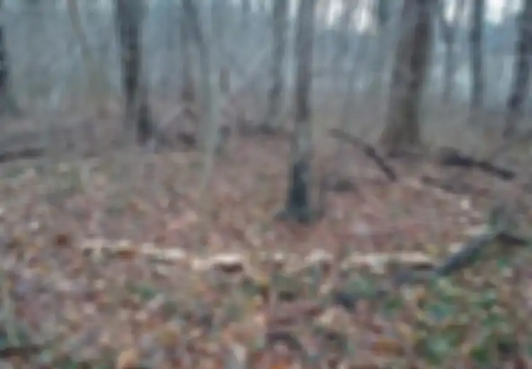Pernah Dengar Cincin Peri Misterius? Beranikah Anda Memasuki Portal Jamur Mistis Supernatural Ini?