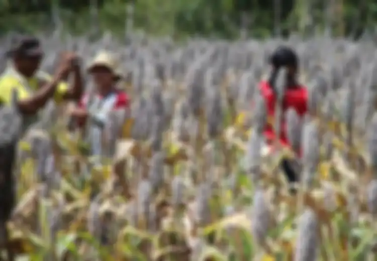 Di Flores, Sorgum yang Bergizi Tinggi Baik untuk Pertumbuhan Anak-anak dan Lawan Gizi Buruk