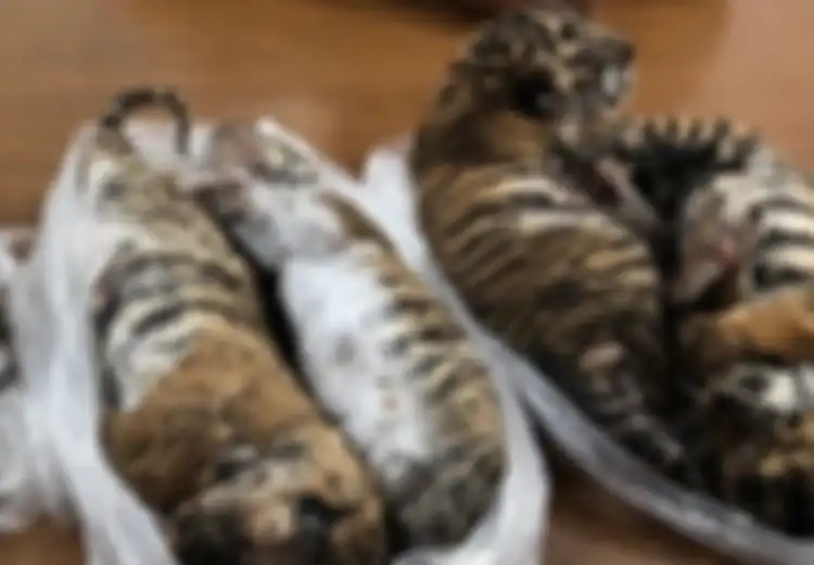 Pura-pura Punya Usaha Ini, Seorang Pria Jual Harimau Secara Ilegal, 7 Anak Harimau Berakhir Tragis di Tangannya