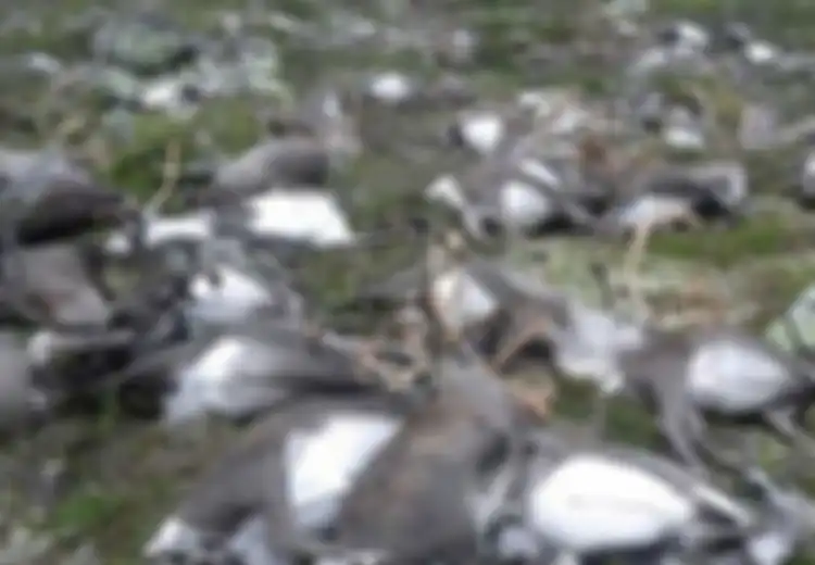 200 Rusa Ditemukan Mati di Kutub Merupakan Dampak Perubahan Iklim yang Meluas