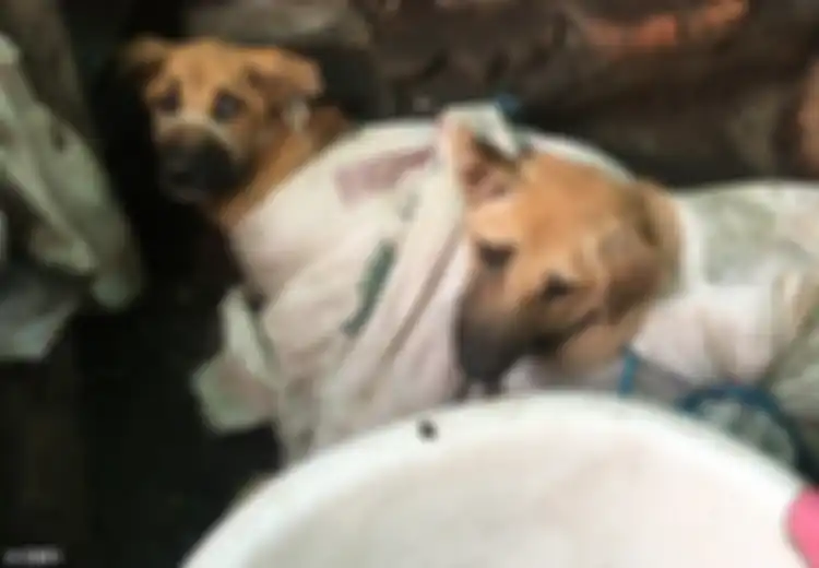 Bukan Disembelih, Pendagang Daging Anjing Mengaku Lakukan Hal Ini Sebelum Mengeksekusinya