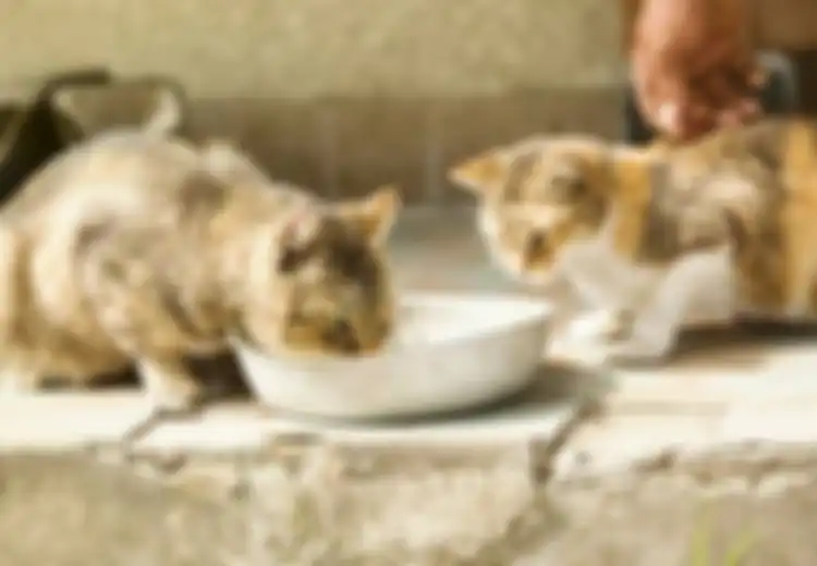 Merasa Kesepian dan Rutin Beri Makan Kucing Liar, Nenek 79 Tahun Dijatuhi Hukuman Penjara