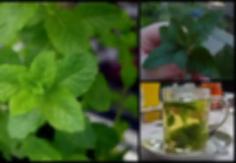 8 Manfaat Daun Mint, Ramuan Ajaib dengan Manfaat Kesehatan Luar Biasa