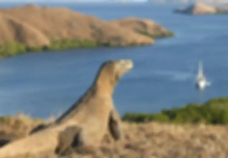 Mati-matian Diberi Label Wisata Murah, Pulau Komodo Justru Tak Direkomendasikan Gara-gara Dianggap Terlalu Murah