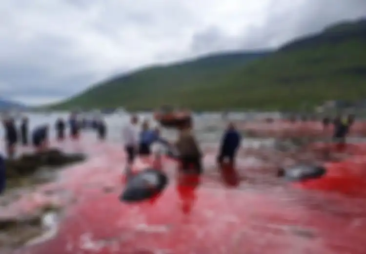 Mengerikan, Laut Tiba-tiba Berubah Merah, Darah Mengucur dari Tubuh Puluhan Paus yang Disembelih Manusia