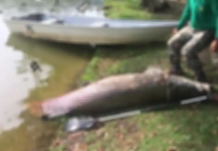 Ikan Raksasa Sebesar Buaya Ditemukan Mati Mengambang di Malaysia, Rupanya Asal-usul Ikan Ini Mengejutkan
