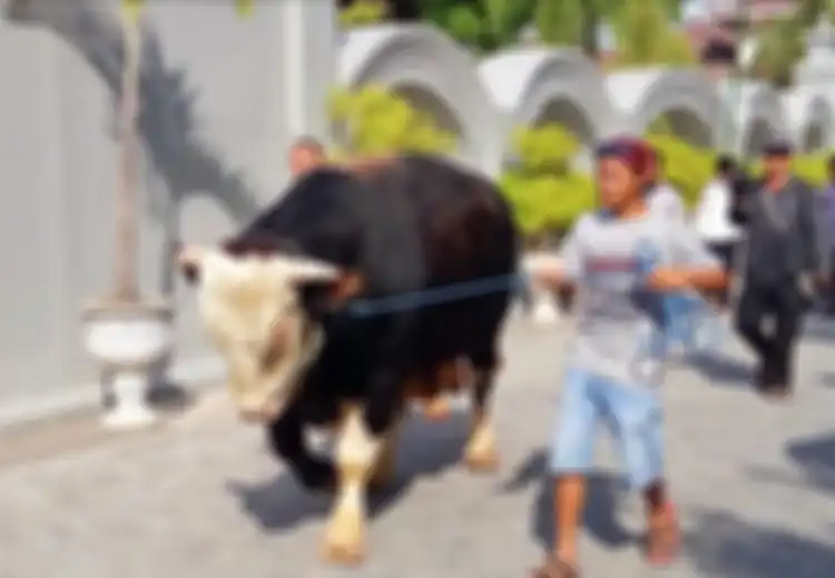 Penampakan 9 Sapi Kurban Milik Presiden Jokowi, Tidur di Karpet Hitam Seharga Rp2 Juta Hingga Seberat 1,2 ton