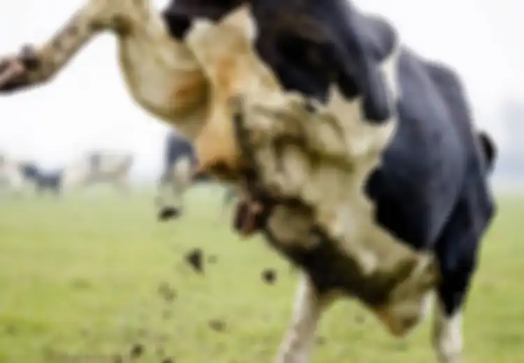 20 Tahun Jadi Jagal Sapi, Rohim Tidak Menyangka Akan Disepak Sapi Kurban Hingga Pingsan dan Patah Gigi