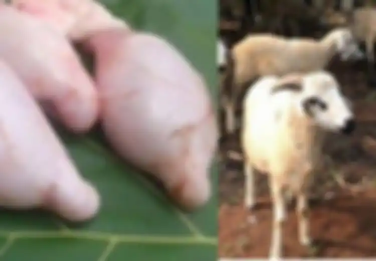 Khasiat Torpedo Kambing, Benarkah Seperti yang Selama Ini Beredar di Masyarakat?