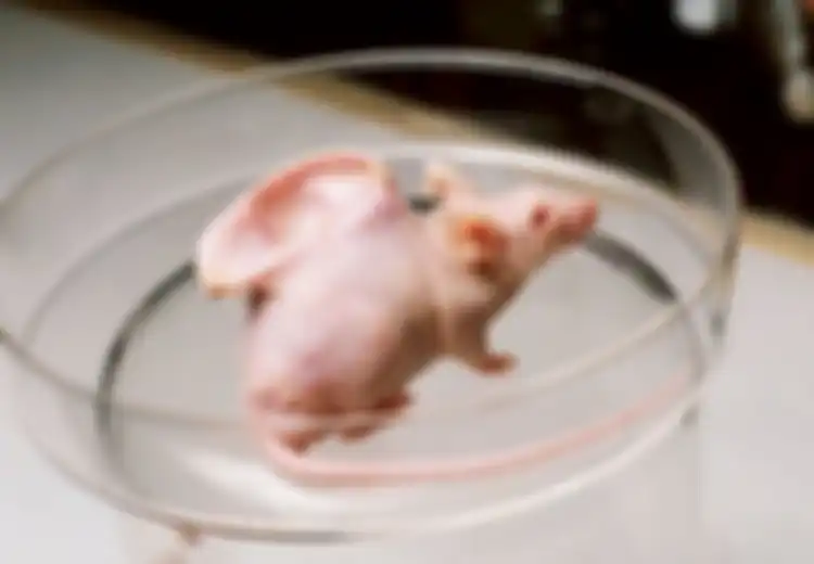 Dari Manusia-Monyet hingga Manusia-Tikus, Inilah 5 Eksperimen Chimera yang Pernah Diciptakan Sains