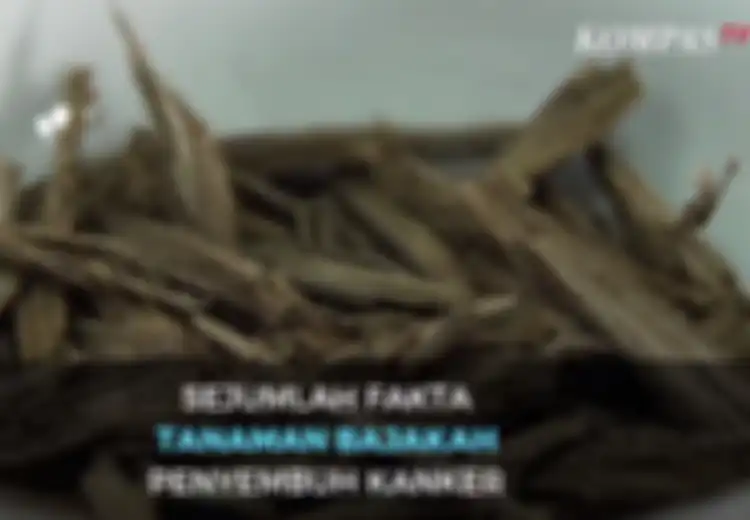 Masih Soal Tanaman Bajakah Obat Kanker yang Kontroversial, Ini 5 Tanggapan Para Pakar