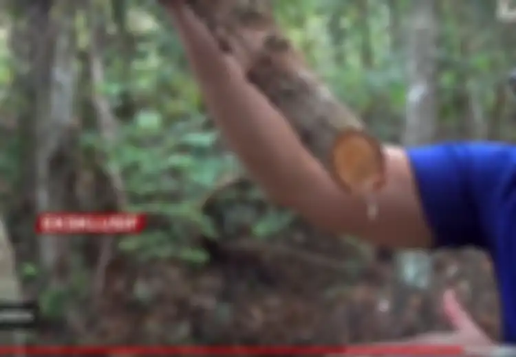 Obat Kanker Ditemukan di Belantara Kalimantan, Ini Seputar Mengenai Tumbuhan 'Mistis' Bajakah yang Curi Perhatian