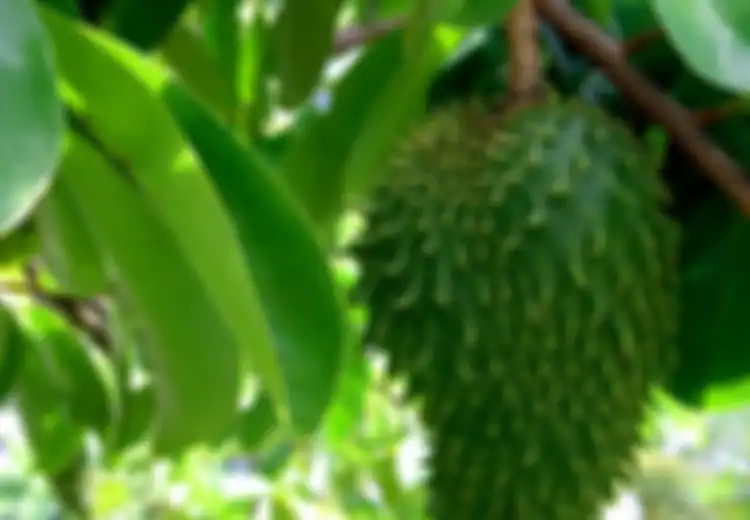 Beruntung Kalau Punya Pohon Sirsak di Rumah, Rupanya Gunakan Daun Sirsak Setiap Hari Ampuh Basmi Penyakit Mematikan Ini, Tapi Ingat Efek Sampingnya Juga!