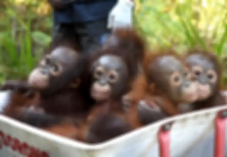 Tak Hanya Manusia, Ternyata Orangutan Pun Merasakan Manfaat Bajakah, Tanaman Penyembuh Kanker dari Kalimantan Tengah