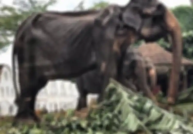 Kisah Lengkap Gajah Tikiiri, Tubuhnya Kering Kerontang hingga Hampir Mati, Ternyata Beginilah Kondisinya