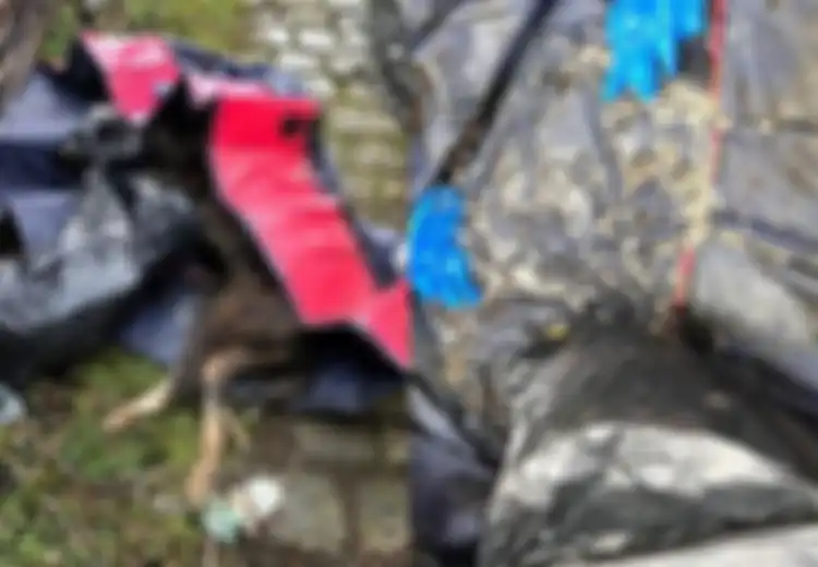 Diberi Makan dengan Sosis Beracun dan Ditusuk Hingga Mati oleh Pemiliknya, Kondisi Bangkai Anjing Ini Mengenaskan Saat Ditemukan
