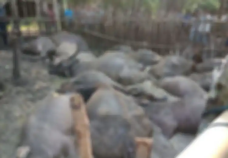 Sanggup Bunuh 1 Orang dan 19 Kerbau Sekaligus, Rupanya Sebegini Bahaya Petir Jika 'Menyambar' Makhluk Hidup