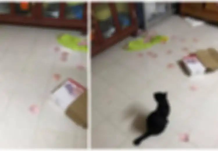 Berkat Kucing Peliharaannya, 'Rahasia' Sang Suami di Dalam Kotak Akhirnya Diketahui Istrinya