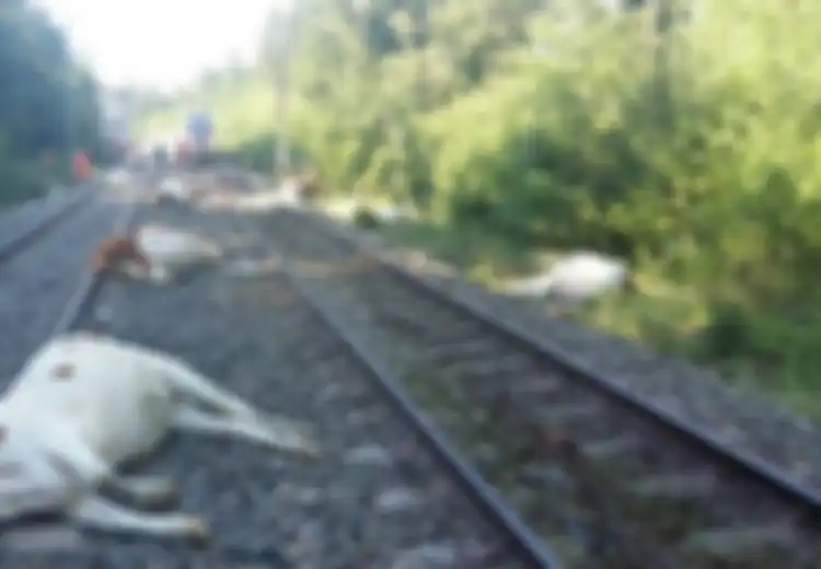 20 Sapi Mati Ditabrak Kereta Api, Mereka Diduga Telah Mengembara Sejauh 8 Kilometer Sebelumnya