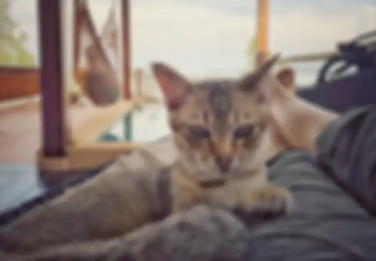 Berita Baik untuk Pecinta  Kucing, Ternyata Pelihara Kucing Bisa Cegah Serangan Jantung dan Stroke