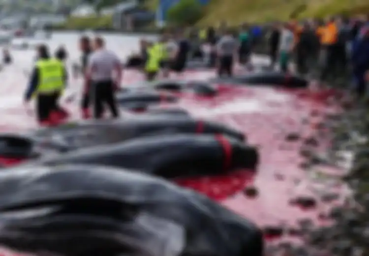 600 'Makhluk Tak Berdosa' Terbunuh Tahun Ini, Laut di Kepulauan Faroe Berwarna Merah Bersimbah Darah