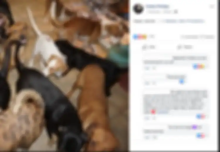 Baik Hati, Wanita Ini Bawa 97 Anjing ke Rumahnya Selama Badai Terjadi