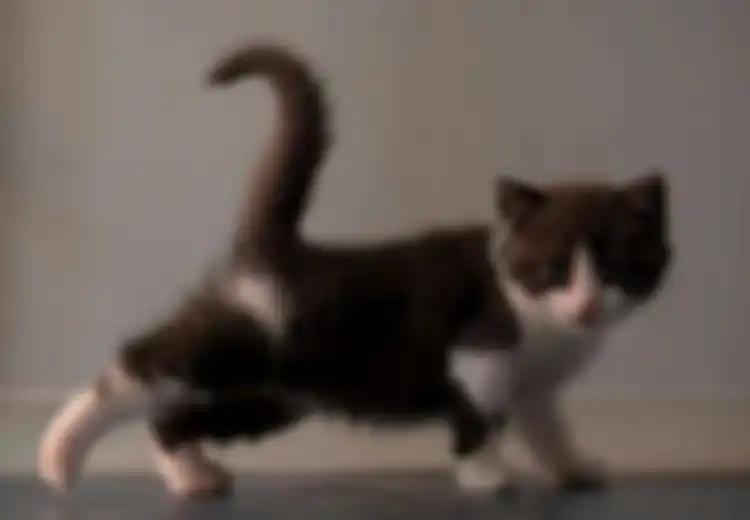 Media Sosial Dihebohkan Video Anak Kucing yang Diinjak Sampai Mati oleh 3 Perempuan, Terungkap TKP dan Motif Pelaku