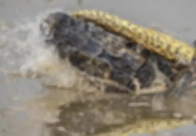 8 Menit Bertarung Sengit, Anakonda Ini Melilit Buaya Sepanjang Hampir 2 Meter, Siapa yang Menang?