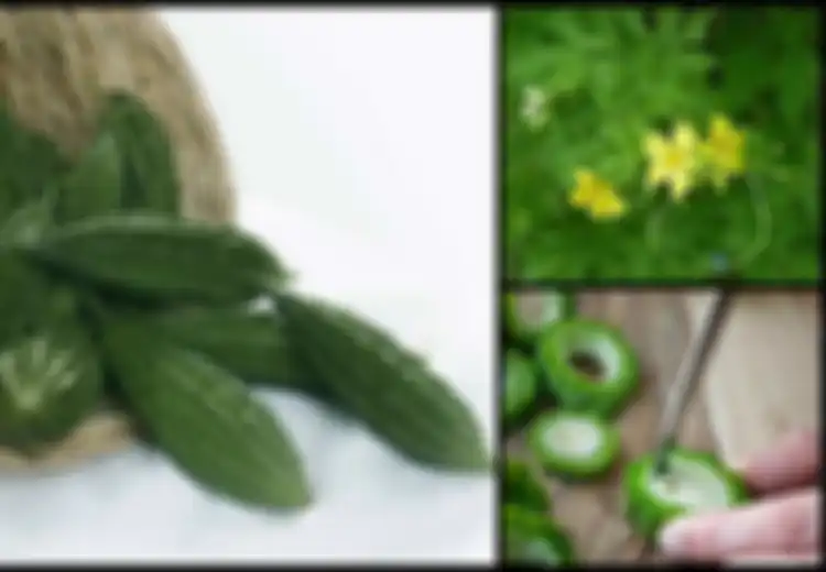 Campur Jus Pare dengan Air Garam, Minum Setiap Hari, Rasakan Manfaatnya Sebagai Pembersih Darah!