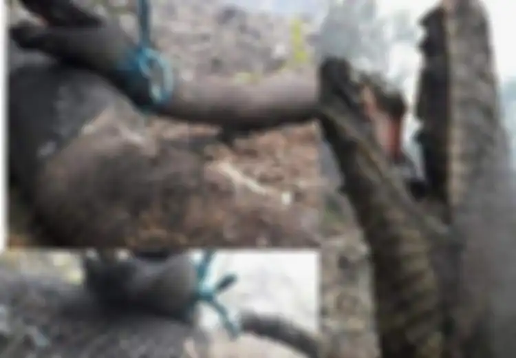 Viral Foto Ular Piton Raksasa Hangus Terbakar, Banyak yang Menyebut Akibat Kebakaran Hutan, Benarkah?