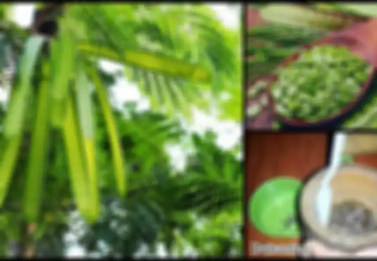 Basmi Cacingan hingga Redakan Nyeri, Ini 4 Manfaat Kesehatan Luar Biasa dari Mlanding, Yuk Konsumsi Sekarang!