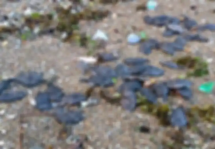 Terkait Kematian Massal Ribuan Ikan di Ambon, BMKG Himbau Masyarakat Agar Tetap Tenang, Apa yang Terjadi?