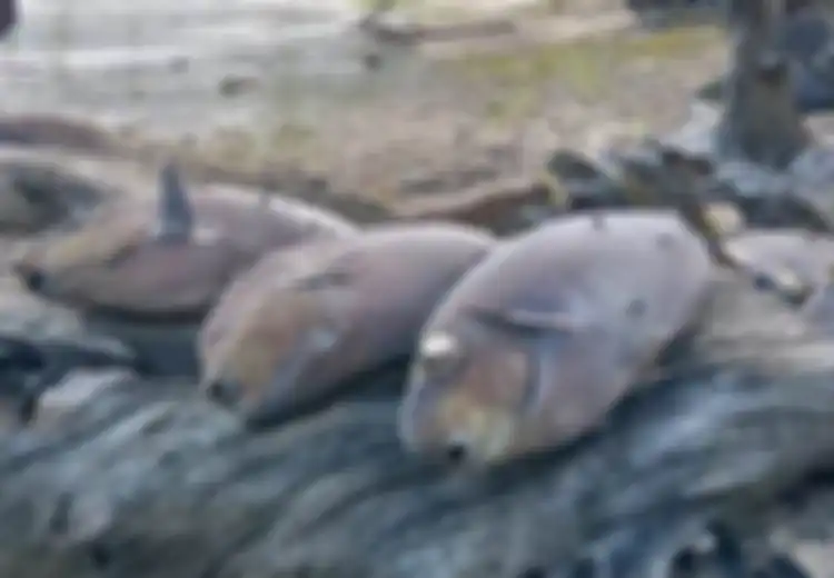 Bukan Karena Sisa Bom Perang Dunia II Meledak, Tapi Gubernur Maluku Sebut Ribuan Ikan Mati Misterius Karena Hal Ini