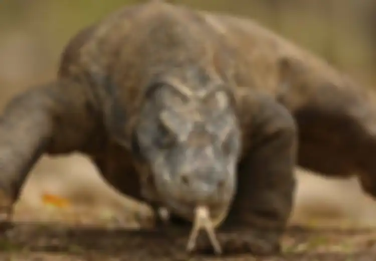 Semakin Menakjubkan, Peneliti Temukan Fitur 'Baju Besi' Tersembunyi di Bawah Sisik Komodo, Terungkap Lewat Pemindaian Super Canggih