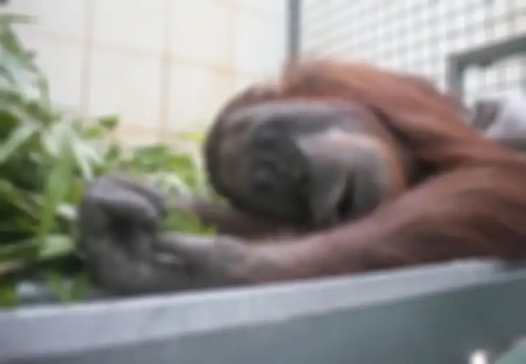 Diselamatkan dari Kebakaran Hutan di Kalimantan, Seperti Ini Kondisi Orangutan Bara dan Arang