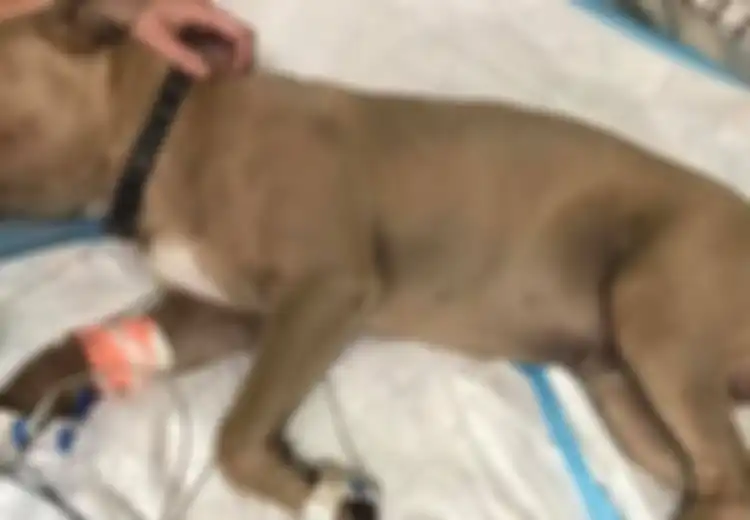 Dikenal Sebagai Anjing Paling Setia, Seekor Pitbull Relakan Nyawanya Demi Selamatkan 2 Anak dari Gigitan Ular Berbisa