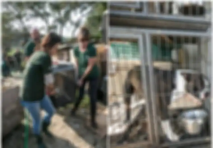 Kisah Memilukan Anjing-anjing yang Ditampung untuk Dibantai, 'Tak Heran Mereka Putus Asa untuk Melarikan Diri'