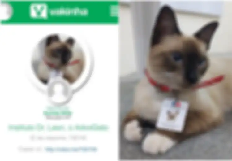 Terlunta-lunta dan Tak Disukai, Kucing Ini Sekarang Dipekerjakan di Sebuah Kantor Pengacara dan Menjadi Idola
