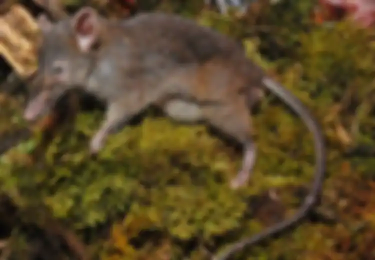 Hanya 3 Ekor di Dunia, Inilah Tikus Ompong, Hewan Endemik Sulawesi, Apa Makanannya?