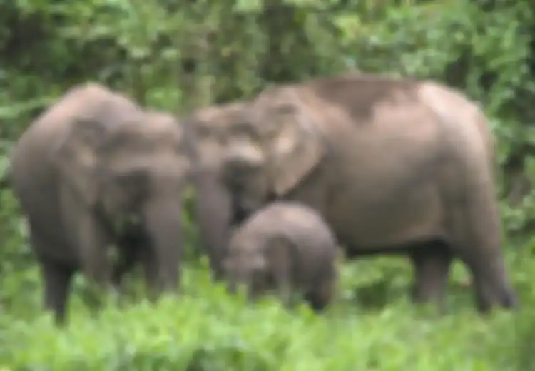 Gajah Ditemukan Mati Terikat ke Pohon dengan 70 Kali Tembakan Peluru: Awas, Membunuh Gajah Bisa Kena Denda Rp850 Juta!