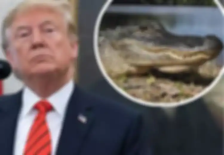 Rencana Gila Donald Trump, Ingin Kelilingi Amerika dengan Parit Berisi Buaya dan Ular Berbisa Demi Menghindari Imigran Ilegal