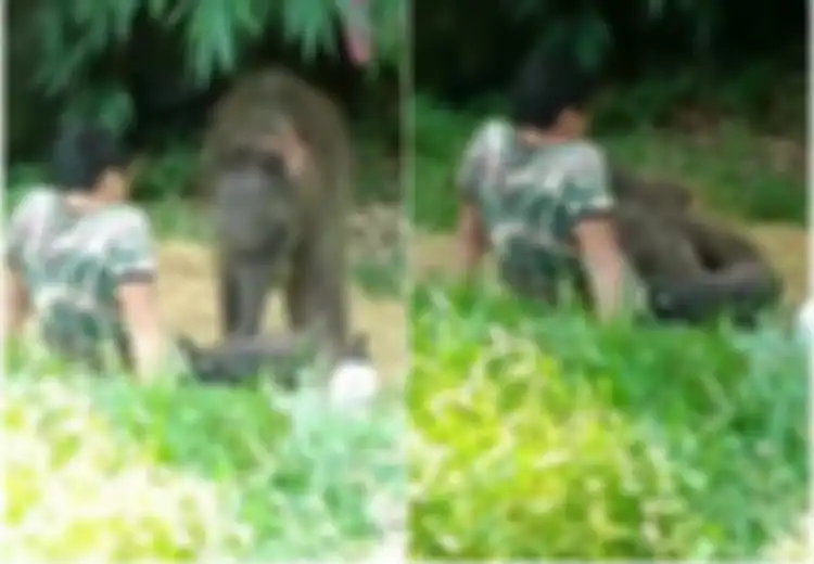 Sebuah Rekaman Memilukan Memperlihatkan Gajah Yatim Piatu yang Meringkuk di Pangkuan Pengasuhnya Setelah Ditolak Kawanannya