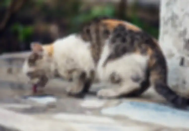 Bau Busuk Tercium dari Sebuah Rumah Sewaan, Dua Pemilik Kucing Ditangkap Setelah Ditemukan Hal Mengerikan Ini