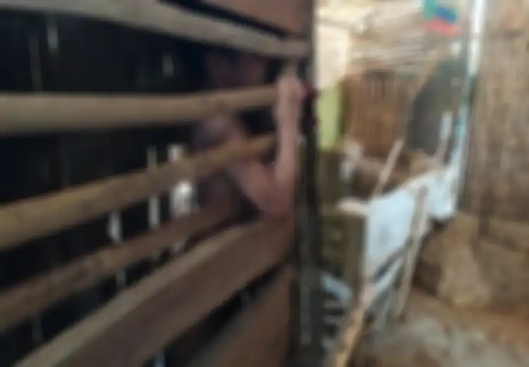 Selama Ini Makan, Minum, dan Tidur di Bekas Kandang Ayam, Efendi Kini Akan Jalani Terapi